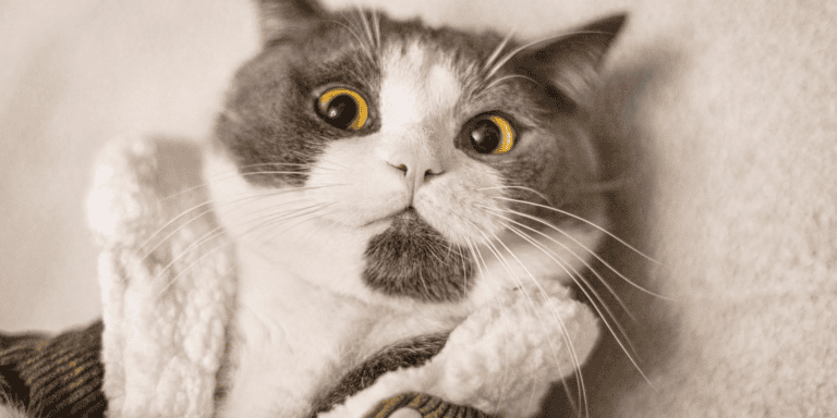 Start a pet care blog