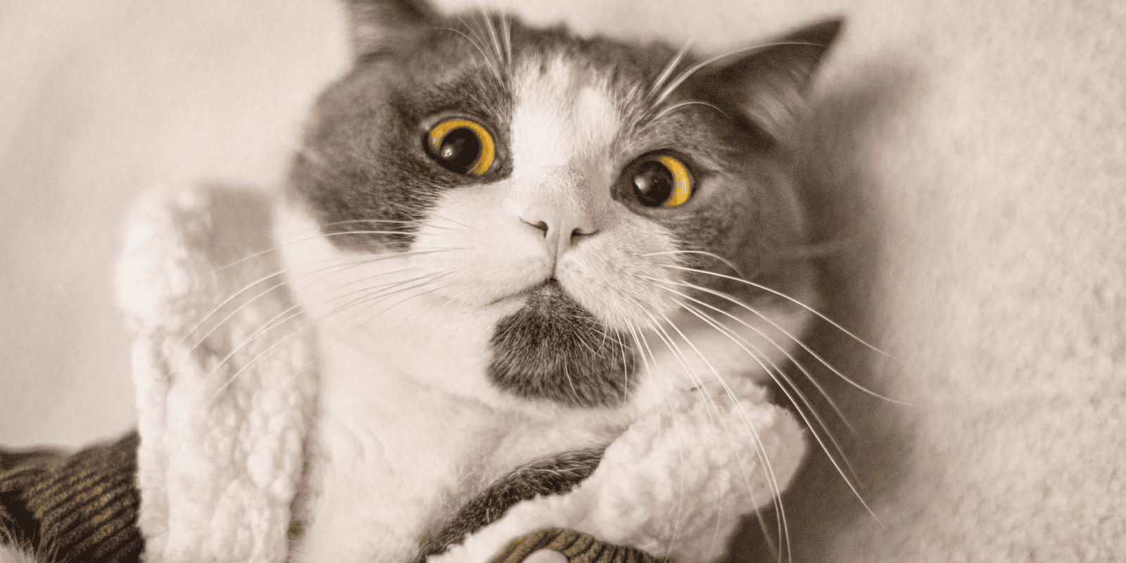 Start a pet care blog